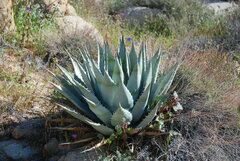 Agave deserti var. simplex