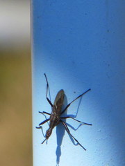 Neriidae