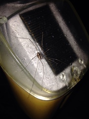 Leuronychus pacificus