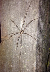 Leuronychus pacificus