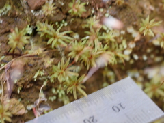 Pogonatum subulatum