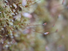 Pogonatum subulatum