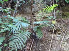 Blechnum triangularifolium