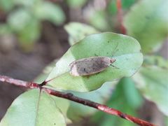Phaeosaces coarctatella