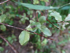 Phaeosaces coarctatella