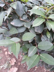 Laurus