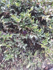 Buxus