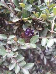 Buxus