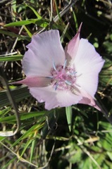 Calochortus umbellatus