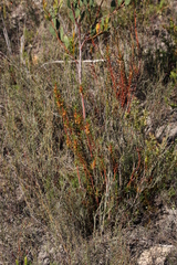 Gyrostemon australasicus