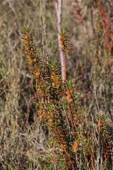Gyrostemon australasicus