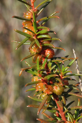 Gyrostemon australasicus