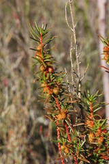 Gyrostemon australasicus