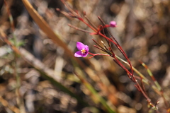 Boronia filifolia