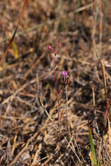 Boronia filifolia