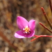 Slender Boronia - Photo (c) Geoffrey Cox, some rights reserved (CC BY-NC), uploaded by Geoffrey Cox