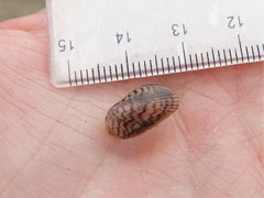 Arcuatula senhousia
