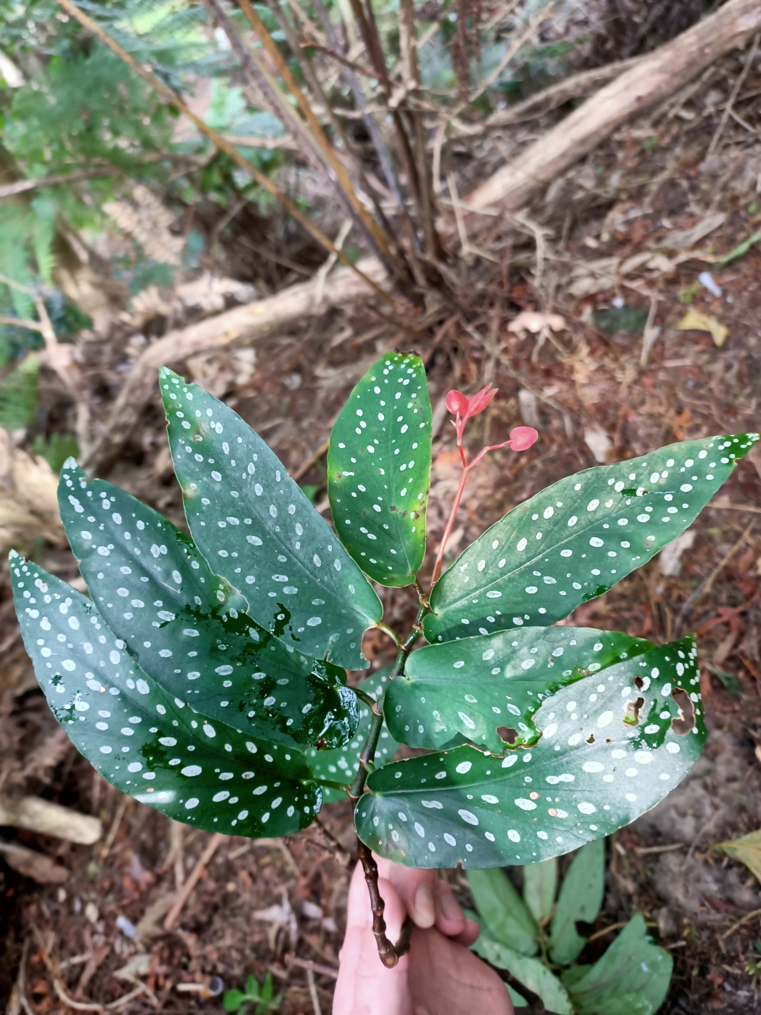 Imagem de Begônia maculata