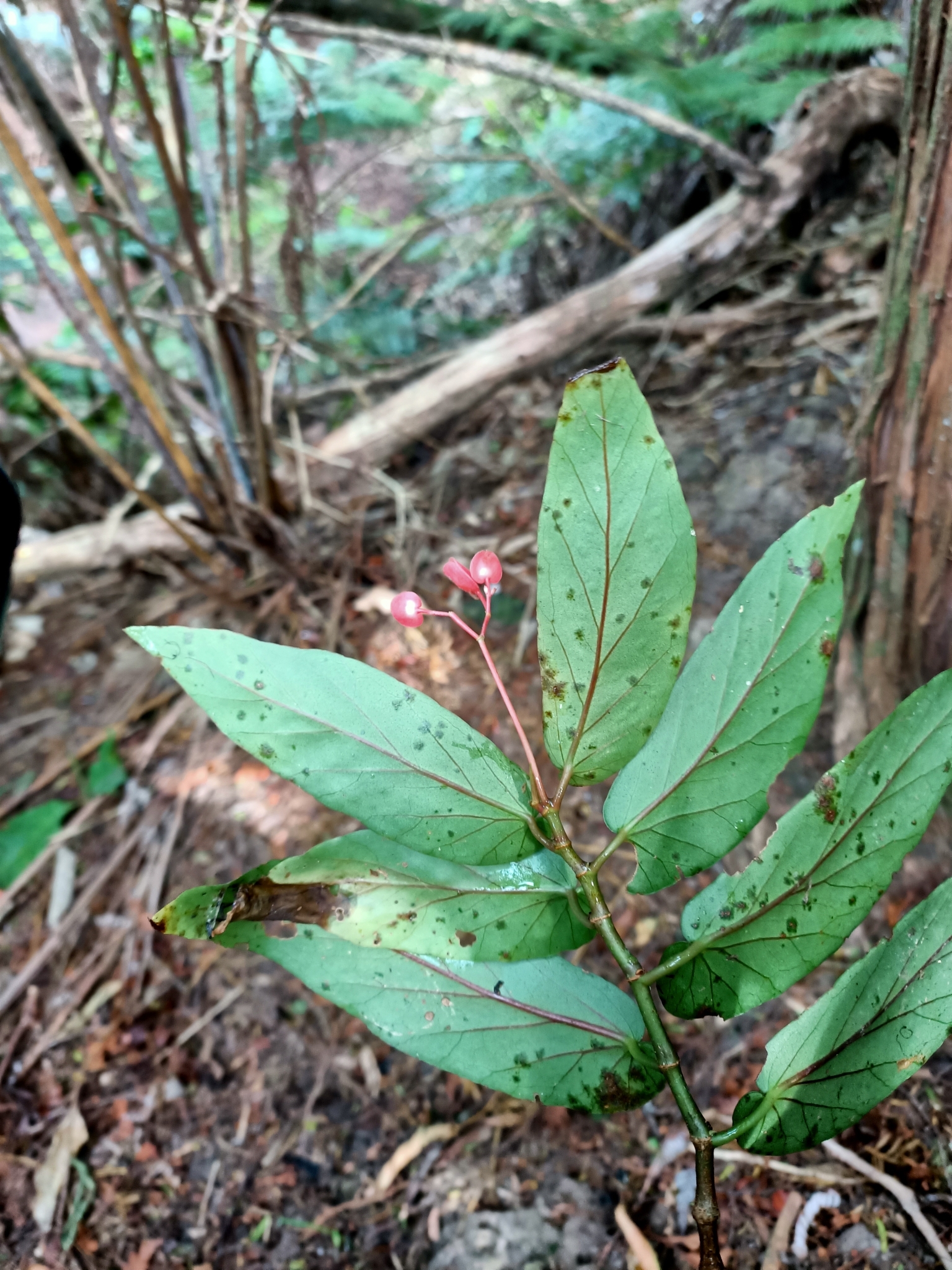 Imagem de Begônia maculata