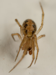 Anelosimus