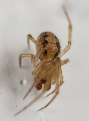 Anelosimus