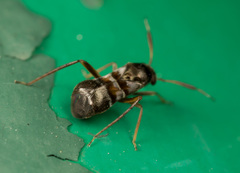 Pilophorus alstoni