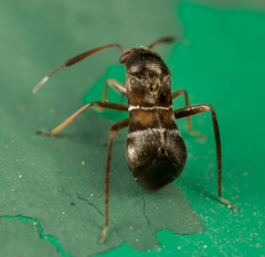 Pilophorus alstoni