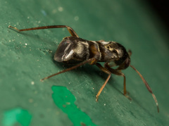 Pilophorus alstoni