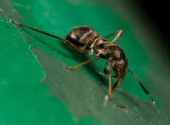 Pilophorus alstoni