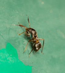 Pilophorus alstoni