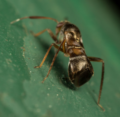 Pilophorus alstoni