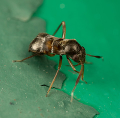Pilophorus alstoni