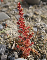 Crassula alata