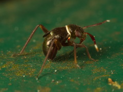 Pilophorus