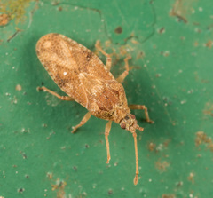 Trachypeplus chinensis