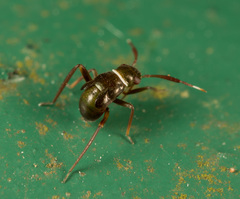 Pilophorus
