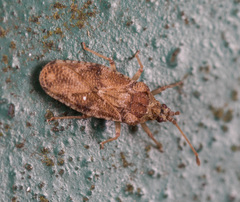 Trachypeplus chinensis