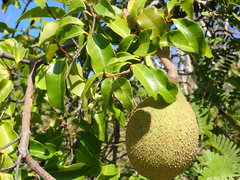 Landolphia myrtifolia image