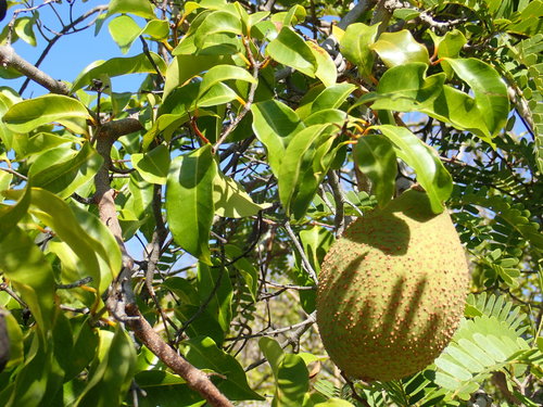 Landolphia myrtifolia image