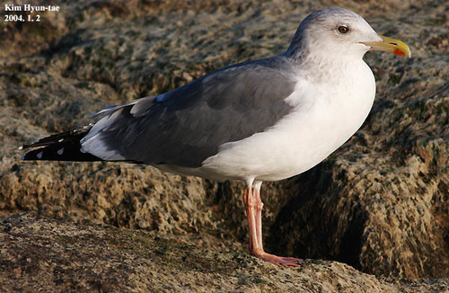Vega Gull｜织女银鸥 / 西伯利亚银鸥 参考照片