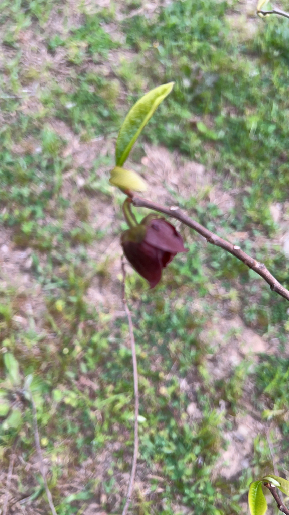 common pawpaw from Calhoun County, US-WV, US on April 27, 2023 at 06:26 ...