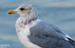 Larus argentatus vegae