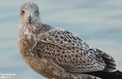 Larus argentatus vegae