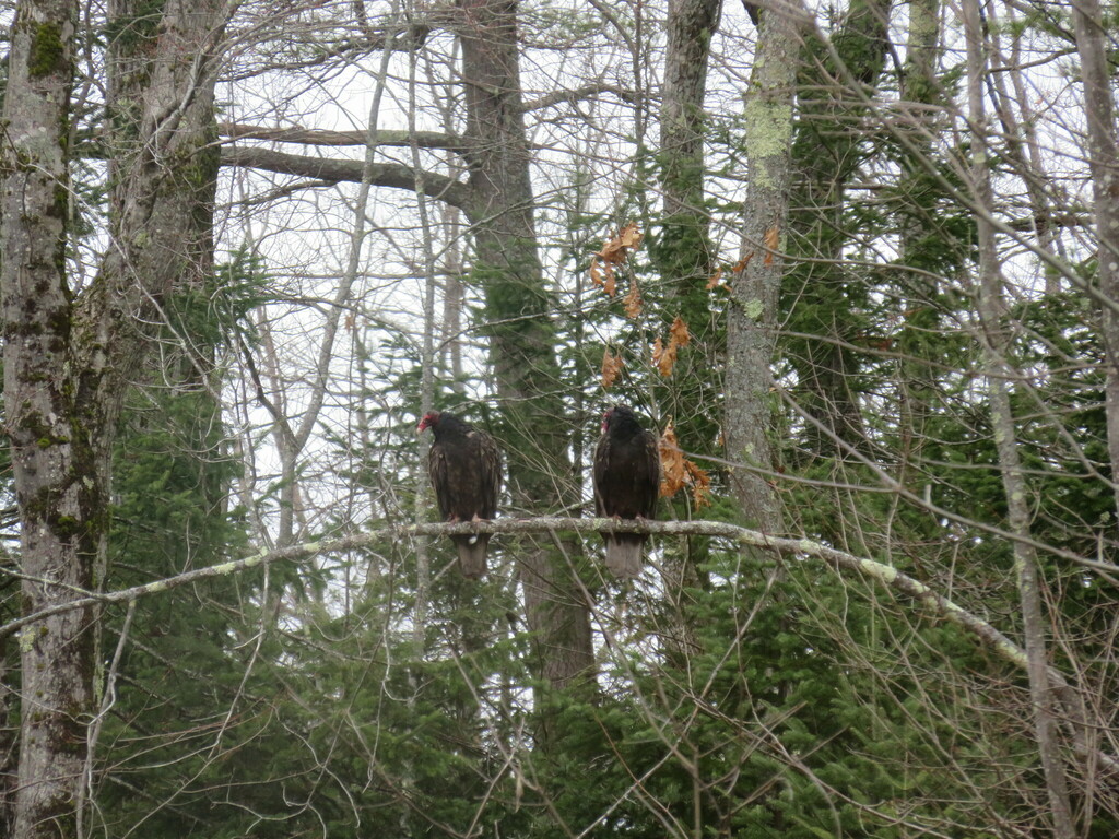 Turkey Vulture from Fitzwilliam, NH, USA on April 05, 2020 at 0408 PM
