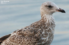 Larus argentatus vegae