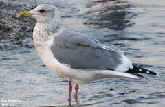 Larus argentatus vegae
