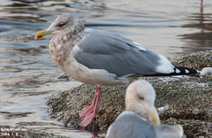 Larus argentatus vegae