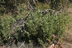 Banksia ornata