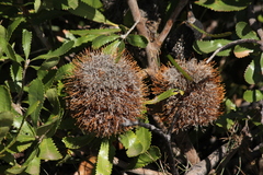 Banksia ornata