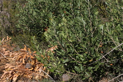 Banksia ornata